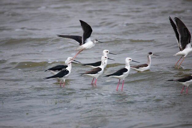 Schwarzflügelige Stelzen stehen in einem See