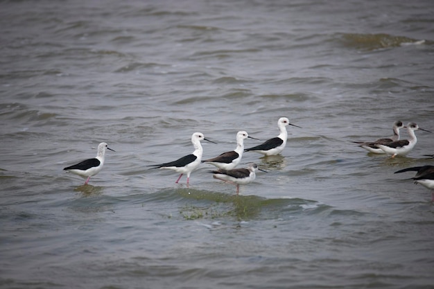 Foto schwarzflügelige stelzen stehen in einem see