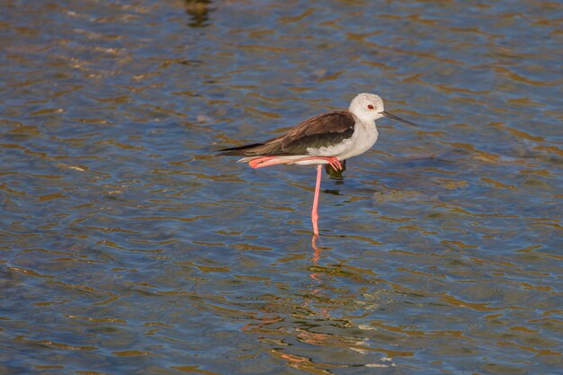 Schwarzflügelpfahl (himantopus himantopus) auf dem wasser