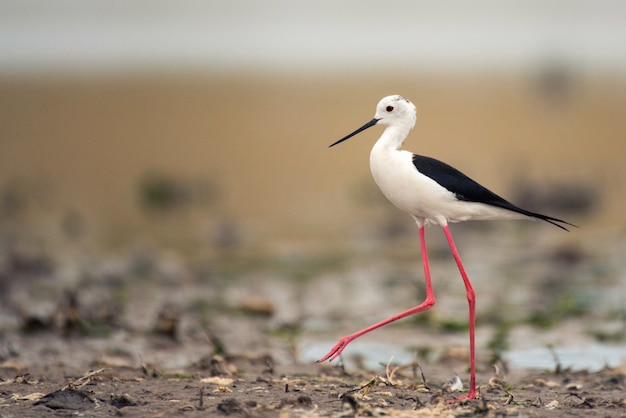 Schwarzflügelstelze Himantopus himantopus im natürlichen Lebensraum