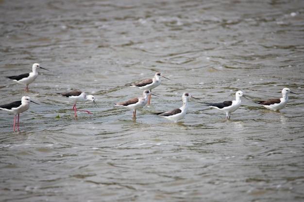 Schwarzgeflügelte Stelzen stehen in einem See Vögel auf einem See