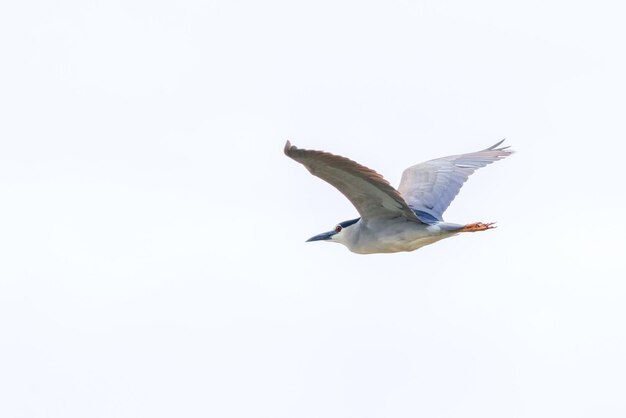 Foto schwarzgekrönter nachtreiher im kampf gegen blauen himmel nycticorax nycticorax