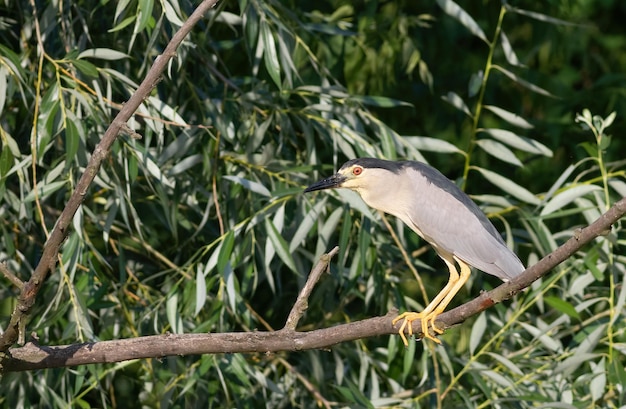 Schwarzgekrönter Nachtreiher Nycticorax nycticorax Ein Vogel sitzt auf einem Ast über einem Teich