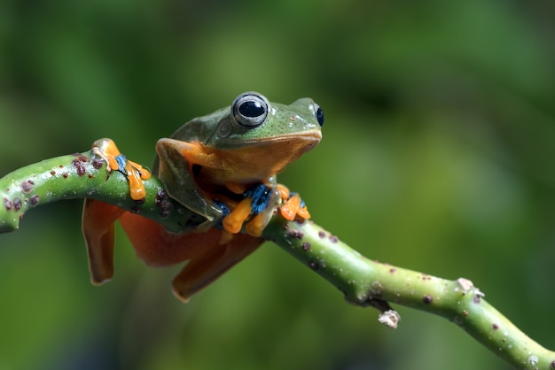 Schwarzgewebter Laubfrosch auf einem Ast