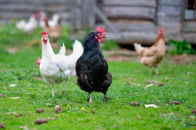 Schwarzhahn und freilaufende Hühner im Hof einer privaten Farm