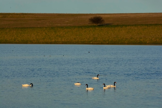 Schwarzhalsschwan schwimmen in einer Lagune La Pampa Provinz Patagonien Argentinien