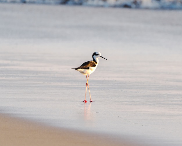 Schwarzhalsstelzenläufer am Strand