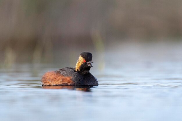 Schwarzhalstaucher oder Ohrentaucher Podiceps Nigricollis Toledo Spanien