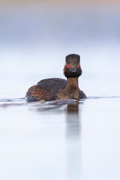 Schwarzhalstaucher oder Ohrentaucher Podiceps Nigricollis Toledo Spanien