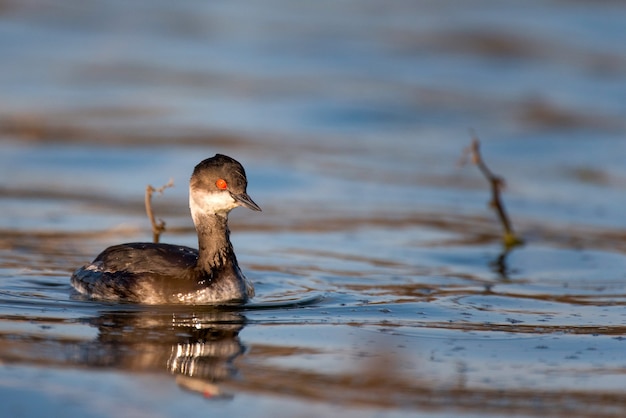 Schwarzhalstaucher (Podiceps Nigricollis) auf dem Wasser.