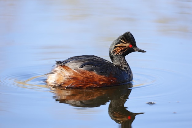 Schwarzhalstaucher schwimmen auf einem See in strahlender Frühlingssonne