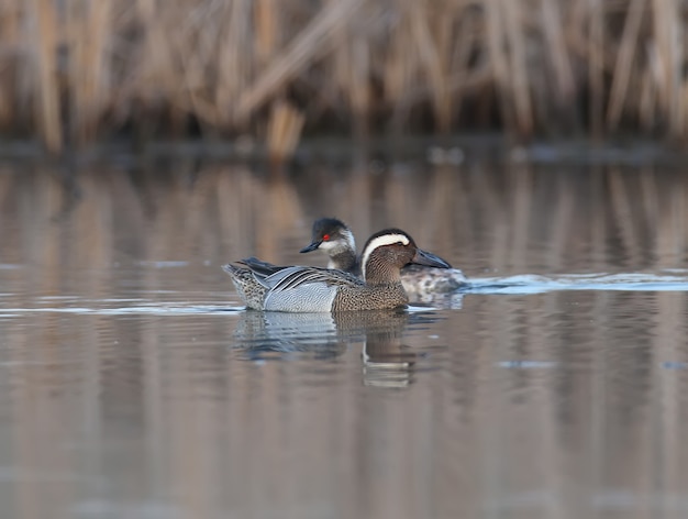 Schwarzhalstaucher und ein männlicher Garganey Schwimmen Sie nebeneinander in verschiedene Richtungen