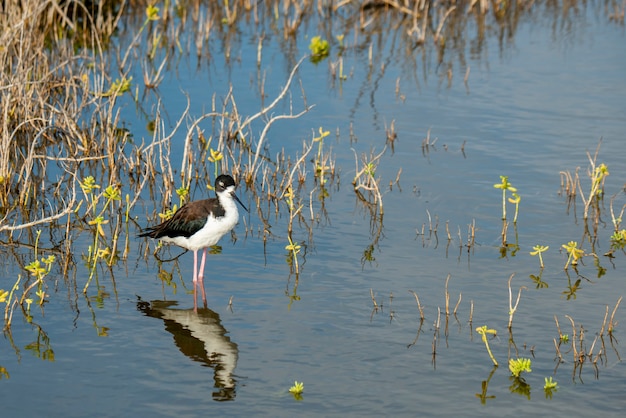 Schwarzhalsvogel im Wasser