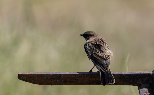 Schwarzkehlchen Nahaufnahme Tierportrait