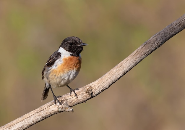 Schwarzkehlchen Saxicola rubicola Das Männchen sitzt auf einem trockenen Ast