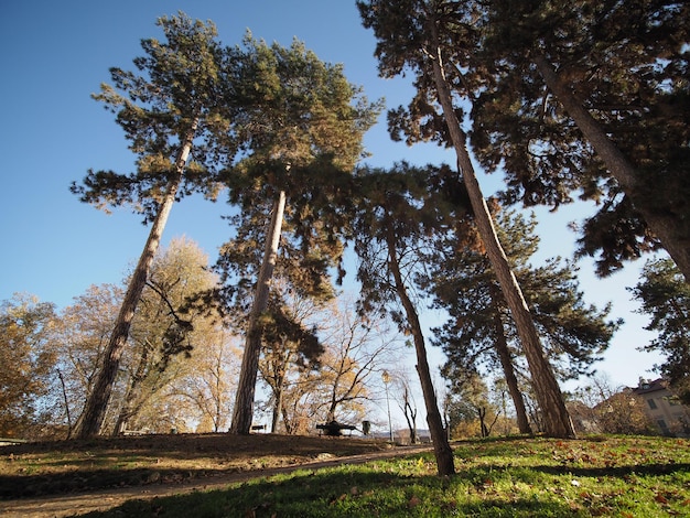 Foto schwarzkiefern im giardini cavour in turin