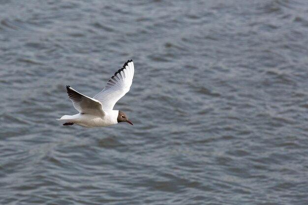 Foto schwarzköpfige möwe fliegen an einem sonnigen tag über den fluss