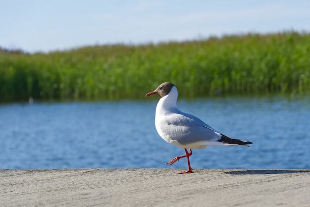 schwarzköpfige Möwe Nahaufnahme vor dem See.