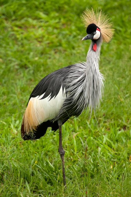 Schwarzkronenkranich - Balearica pavonina