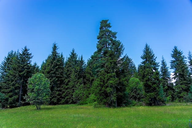 Schwarzmeer-Truthahn und grüne Kiefernwaldlandschaft mit blauem bewölktem Himmel