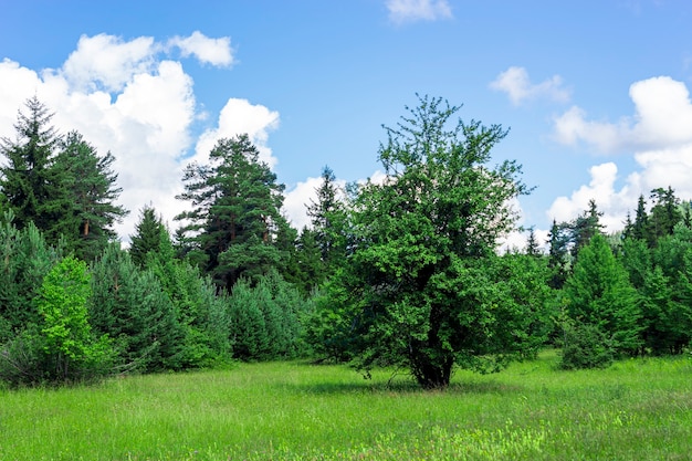 Schwarzmeer-Truthahn und grüne Kiefernwaldlandschaft mit blauem bewölktem Himmel