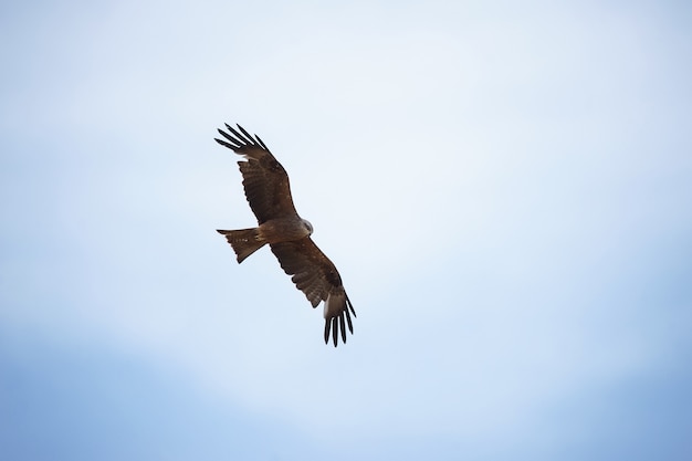 Schwarzmilan Milvus migrans am Himmel