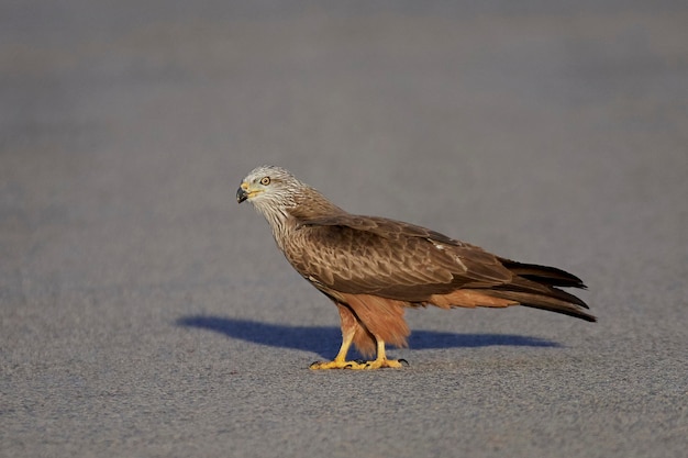 Foto schwarzmilan milvus migrans