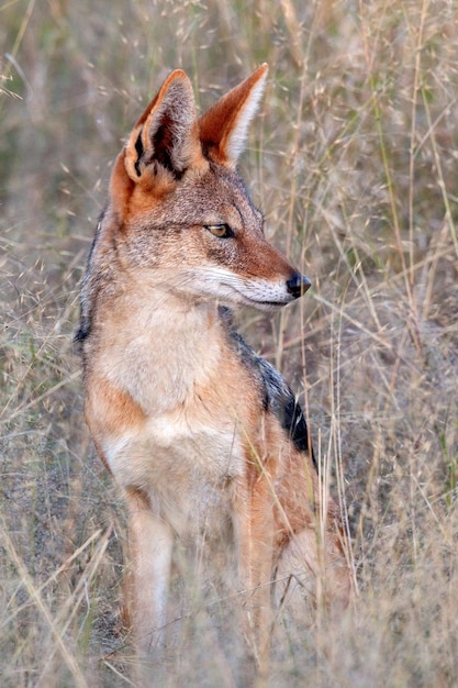 Schwarzrückenschakal Canis mesomelas