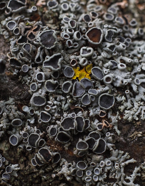 Foto schwarzschimmelpilz-textur flach liegend