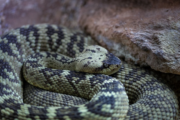 Schwarzschwanz-Klapperschlange. Crotalus molossus ist eine giftige Grubenotterart.