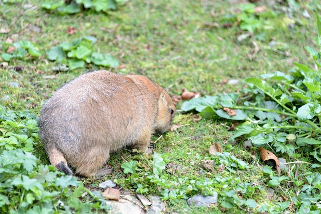 Schwarzschwanz-Präriehund Cynomys ludovicianus Porträt eines süßen Haustieres