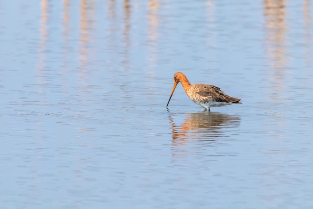 Schwarzschwanzschnepfe (Limosa limosa) Watvogel auf Nahrungssuche