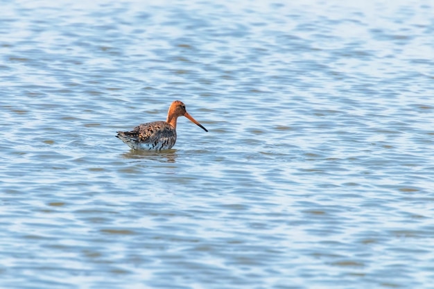 Schwarzschwanzschnepfe (Limosa limosa) Watvogel auf Nahrungssuche