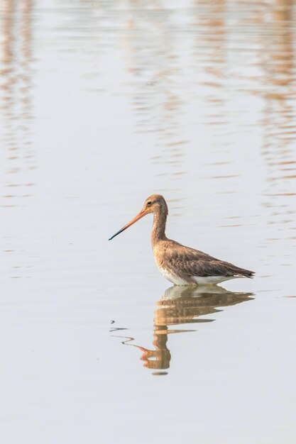 Schwarzschwanzschnepfe (Limosa limosa) Watvogel auf Nahrungssuche