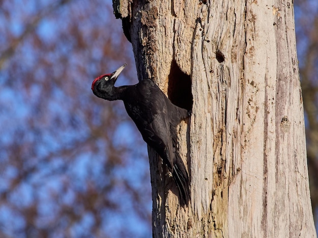 Schwarzspecht Dryocopus martius