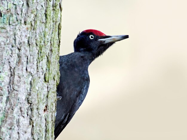 Schwarzspecht Dryocopus martius