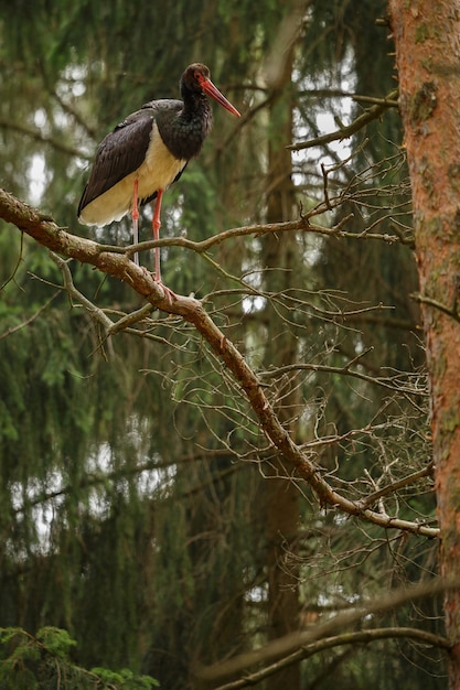 Schwarzstorch im Dunkeln des europäischen Waldes