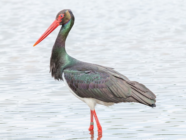 Foto schwarzstorch im wasser