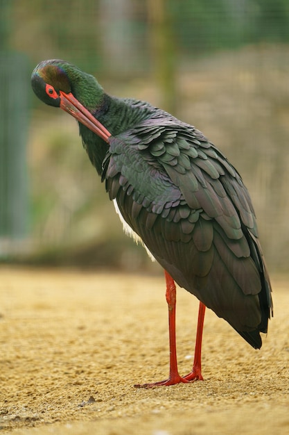 Schwarzstorch in der Nähe von Teich