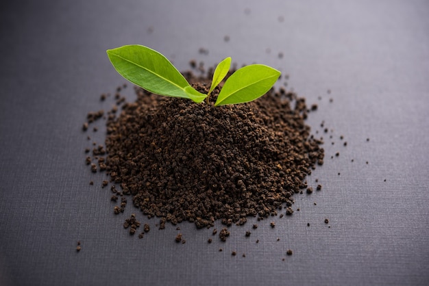 Schwarzteepulver oder trockener Staub mit oder ohne grünem Blatt und serviert heißer Chai in einer Tasse