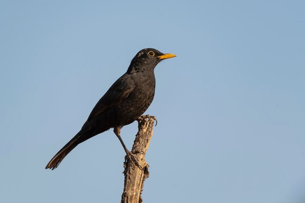 Schwarzvogel Turdus merula Malaga Spanien