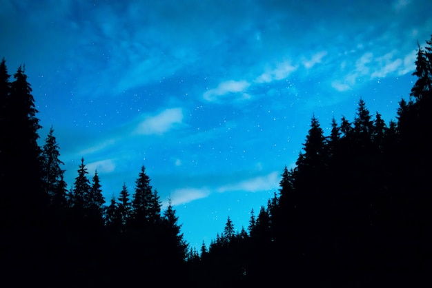 Schwarzwald mit Bäumen über blauem Nachthimmel mit vielen Sternen. Milchstraße im Hintergrund