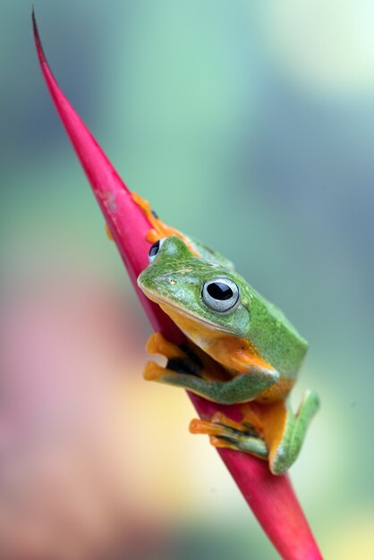 Schwarzweberlaubfrosch auf einem Blatt