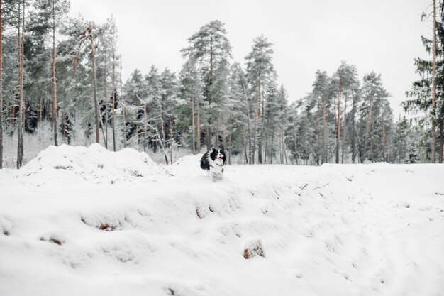 Schwarzweiss-Grenzcolliehund im verschneiten Wald