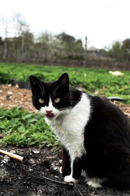 Schwarzweiss-Katze im Garten