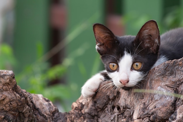 Schwarzweiss-Katze im grünen Hintergrund