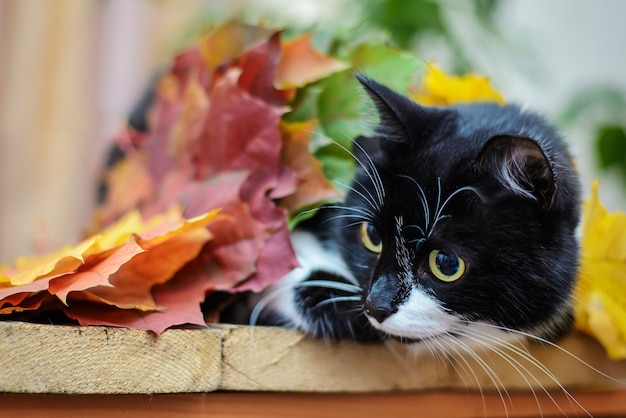 Schwarzweiss-Katze mit Herbstlaub