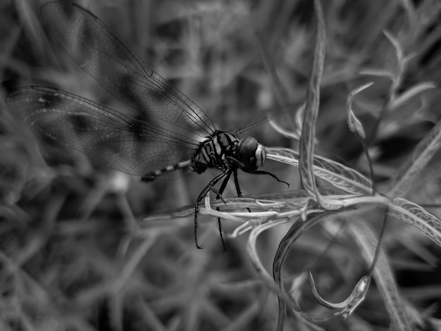 Schwarzweiss-Libelle auf der Blumenpflanzehintergrundschönheitsnatur