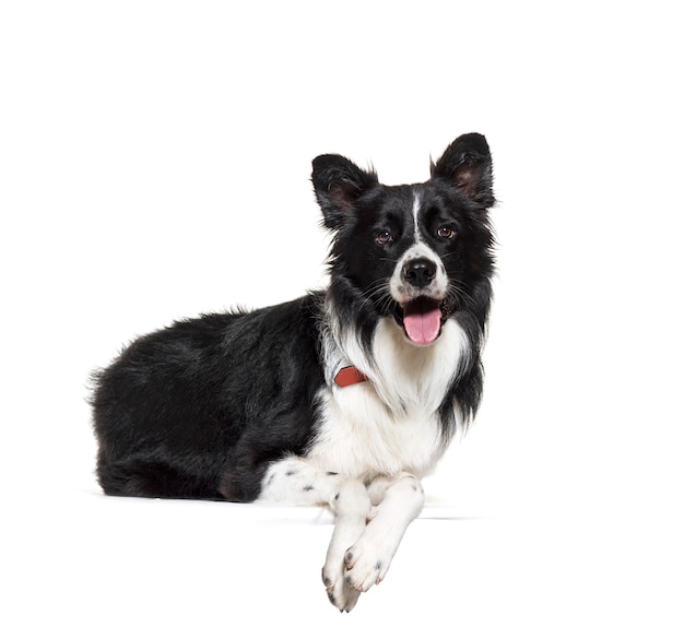 Schwarzweiss liegend Border Collie Dog keuchend, ausgeschnitten