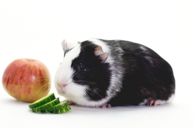 Schwarzweiss-Meerschweinchen mit ihrem Essen vor einem weißen Hintergrund